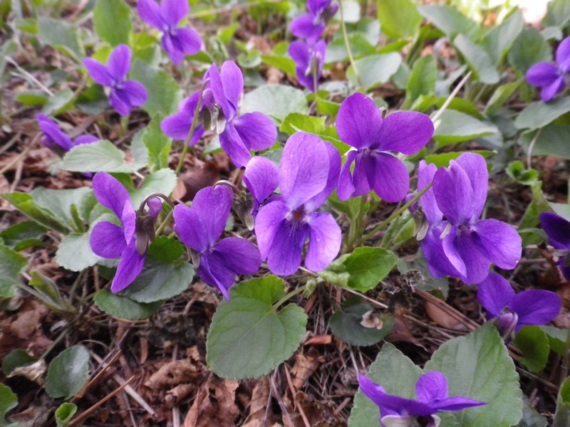 Violetta primaverile